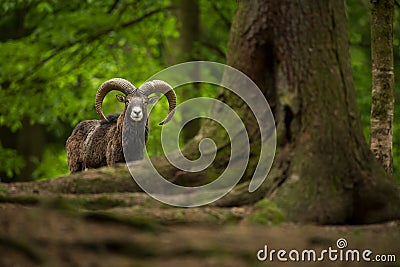 Ovis musimon. Photographed in the Czech Republic. Beautiful nature of the Czech Republic. Stock Photo