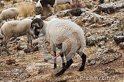 Ovis orientalis aries - The sheep is a domestic quadruped mammal. Stock Photo