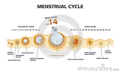 Ovulation chart. Female menstrual cycle Vector Illustration