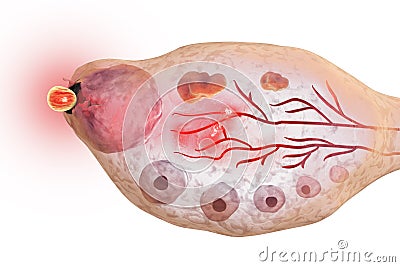 Ovulation in female ovary Cartoon Illustration