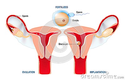 Ovulation, fertilization, implantation of blastocyst in the uterine wall Vector Illustration