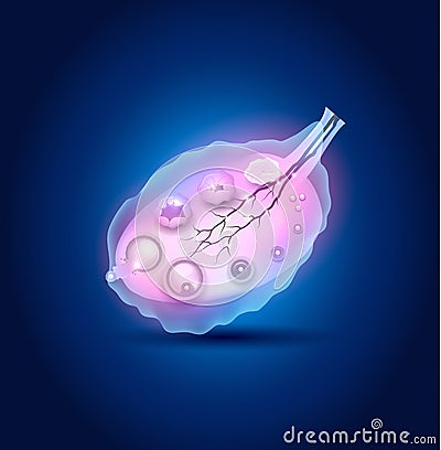 Ovulation in the Ovary Vector Illustration