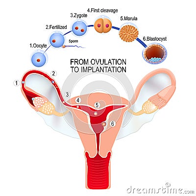 From ovulation to fertilization. Vector Illustration