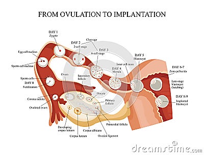 From ovulation to implantation. Vector Illustration