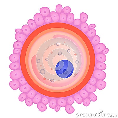 Ovule, female fertility cell flat vector illustration Vector Illustration