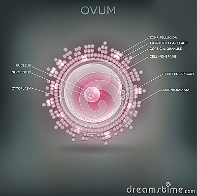 Ovum Vector Illustration