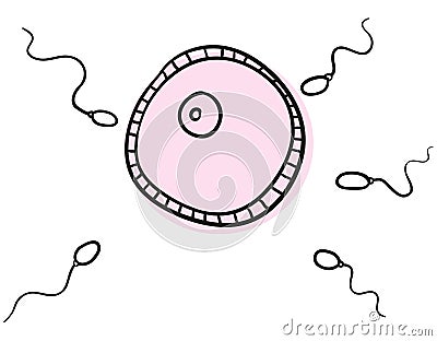 Ovum fertilization Vector Illustration