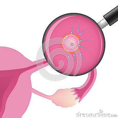 Ovum and sperm cells in female reproductive system Vector Illustration