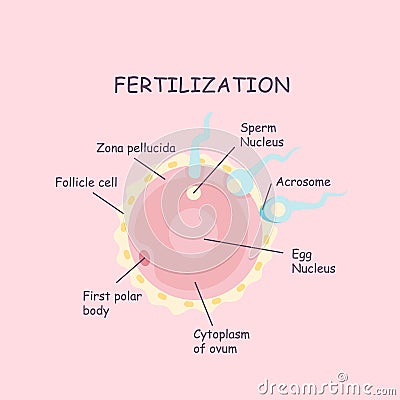 Ovum and sperm fertilization process Vector Illustration