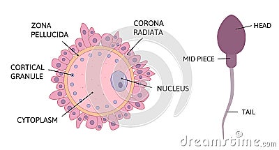 Ovum spermatozoon anatomy vector illustration isolated on white background. Vector Illustration