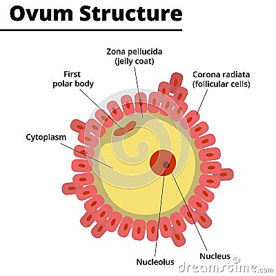 Ovum Structure. Morphology of the ovule. Vector Illustration