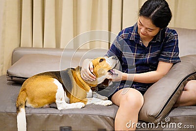 Ower and beagle dog are sitting on sofa at home. Stock Photo