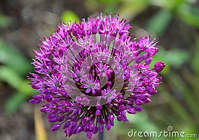 Allium giganteum It is a perennial plant about 110-150 cm tall with an underground onion, which is white. The leaves are massive Stock Photo