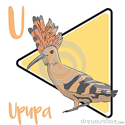 Upupa were considered sacred in Ancient Egypt. Stock Photo