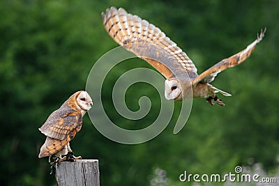 Owl Stock Photo