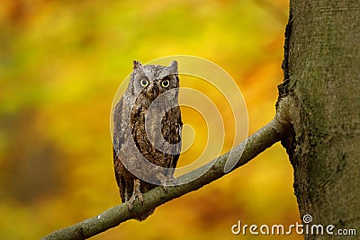 Owl autumn portrait. European scops owl, Otus scops, perched on old beech tree, orange leaves in background. Beautiful small owl Stock Photo
