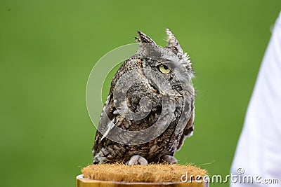 Owl Stock Photo