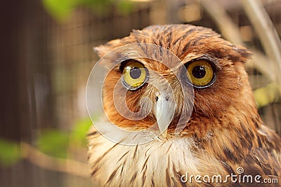 Owl, bird, wisdom bird, Stock Photo