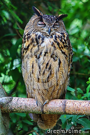 Owl on a Branch Stock Photo