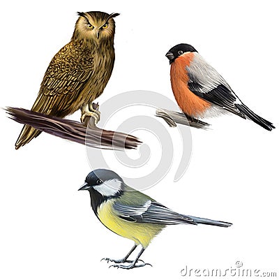 Owl, Bullfinch, and Tit Cartoon Illustration