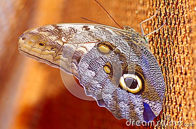 Owl butterfly or Caligo Eurilochus. Donetsk butterfly zoo. Stock Photo