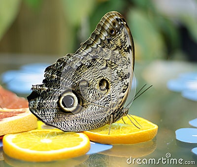 Owl butterfly, Caligo memnon Stock Photo