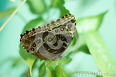 Owl butterfly, Caligo memnon Stock Photo