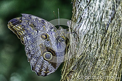 Owl butterfly on a tree trunk Stock Photo