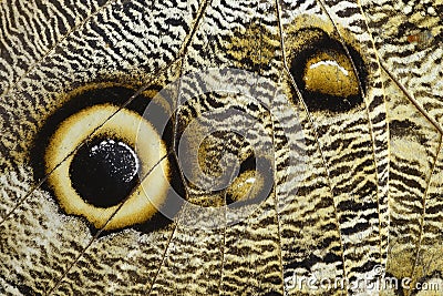 Owl butterfly wing detail with huge eyespots, which resemble owls` eyes Stock Photo