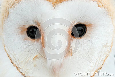 Owl close-up eye detail portrait white bird. Barn owl from Czech Republic. Detail of plumage feather with bill. Wildlife scene Stock Photo