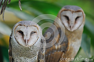 Owl couple Stock Photo
