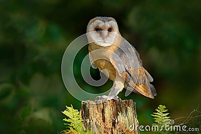 Owl in the dark forest. Barn owl, Tito alba, nice bird sitting on stone fence in forest cemetery with green fern, nice blurred lig Stock Photo