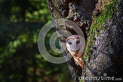 Owl in the dark forest. Barn owl, Tyto alba, nice bird sitting on the old tree stump with green fern, nice blurred light green the Stock Photo