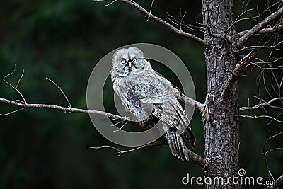 Owl in dark forest, Sweden. Great grey owl, Strix nebulosa, sitting on broken down tree stump with green forest in background. Wil Stock Photo