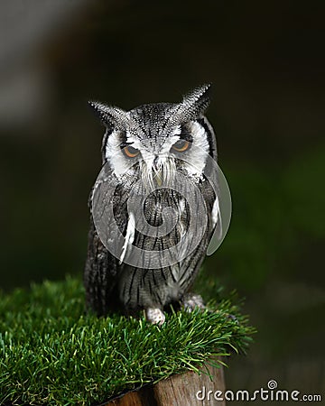 Owl eastern screech nature background Stock Photo