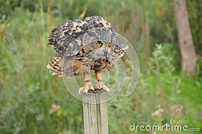 Owl eating a mouse Stock Photo