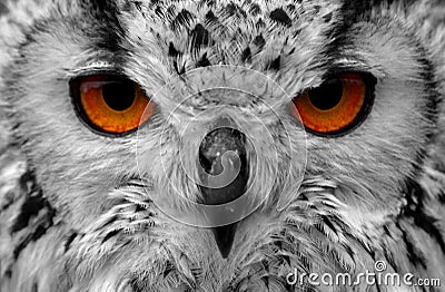 Owl Eyes Royalty Free Stock Photo Image 5167685