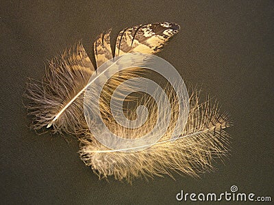 Owl feathers Stock Photo