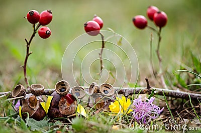 Owl figure made of chestnut Stock Photo