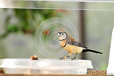 Owl Finch bird perched on bowl in aviary Stock Photo