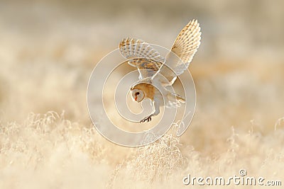 Owl flight. Hunting Barn Owl, wild bird in morning nice light. Beautiful animal in the nature habitat. Owl landing in the grass. Stock Photo