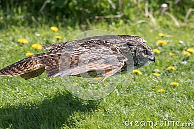 Owl in flight hunting close to ground. Bird of prey flying Stock Photo