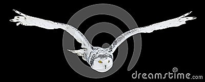 Owl in flight isolated on black background. Snowy owl, Bubo scandiacus, flies with spread wings. Hunting arctic owl. Stock Photo