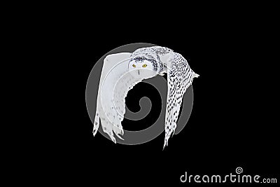 Owl in flight isolated on black background. Snowy owl, Bubo scandiacus, flies with spread wings. Hunting arctic owl. Stock Photo