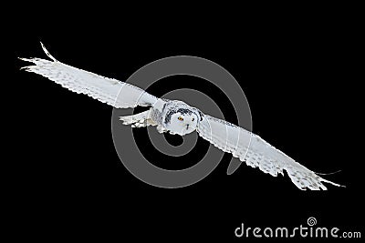 Owl in flight isolated on black background. Snowy owl, Bubo scandiacus, flies with spread wings. Hunting arctic owl. Stock Photo