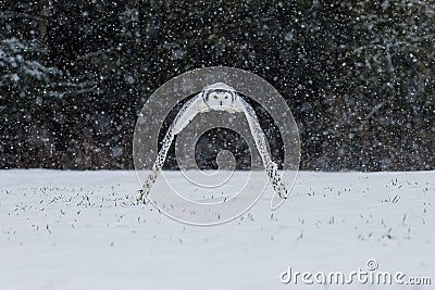 Owl in flight. Snowy owl, Bubo scandiacus, flies with spread wings over snowy tundra meadow in snowfall. Hunting arctic owl. Stock Photo