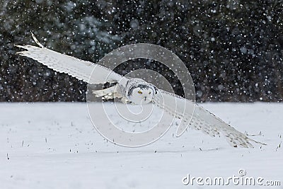 Owl in flight. Snowy owl, Bubo scandiacus, flies with spread wings over snowy tundra meadow in snowfall. Hunting arctic owl. Stock Photo