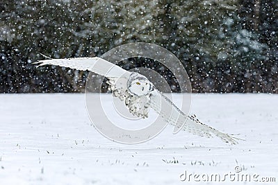 Owl in flight. Snowy owl, Bubo scandiacus, flies with spread wings over snowy tundra meadow in snowfall. Hunting arctic owl. Stock Photo