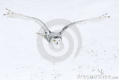 Owl in flight. Snowy owl, Bubo scandiacus, flies with spread wings over snowy tundra meadow in snowfall. Hunting arctic owl. Stock Photo