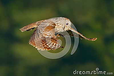 Owl in fly. Flying Eurasian Tawny Owl, Strix aluco, with nice green blurred forest in the background. Stock Photo